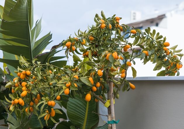 Egzotyczne owoce na balkon i taras - gatunki, uprawa i wszystko, co jeszcze warto o nich wiedzieć
